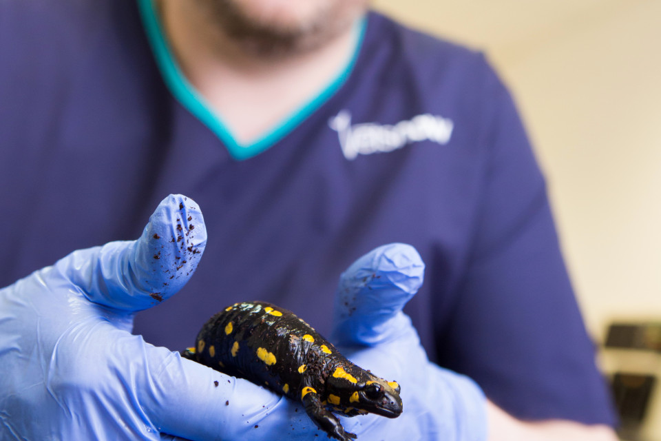 Great Western Exotics